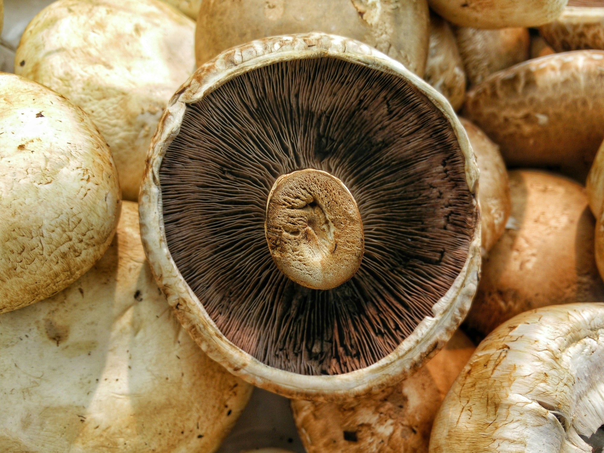 Why Silicon Valley Switched to Mushroom Supplements: The Shift from Synthetic to Natural Nootropics