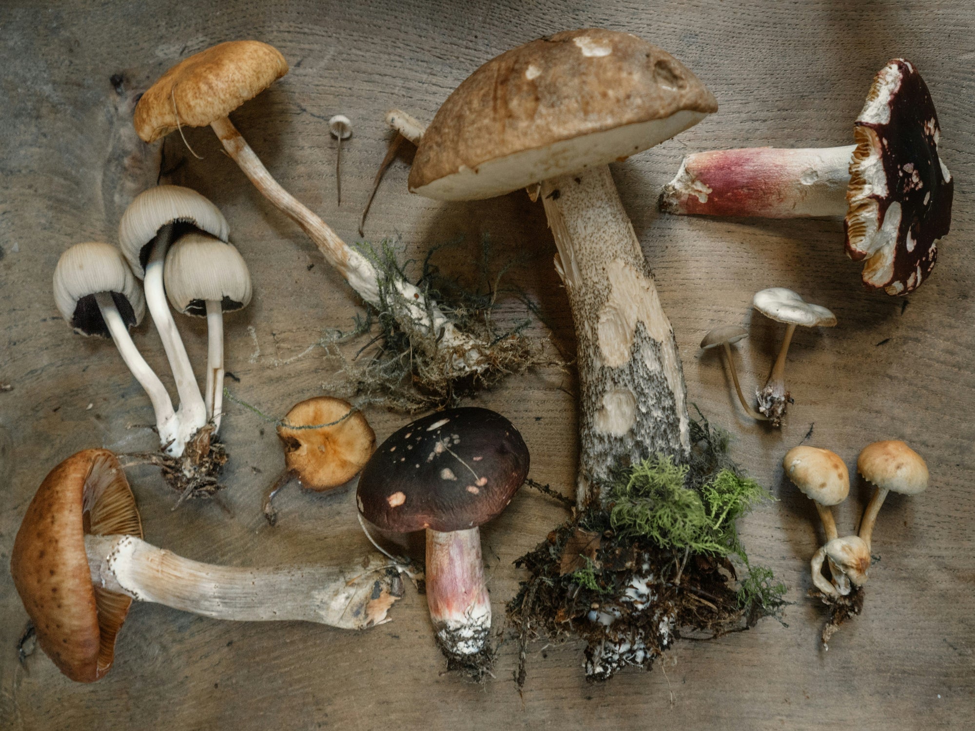 Mushroom Gummies vs Capsules vs Powders: Which Format is Right for You?