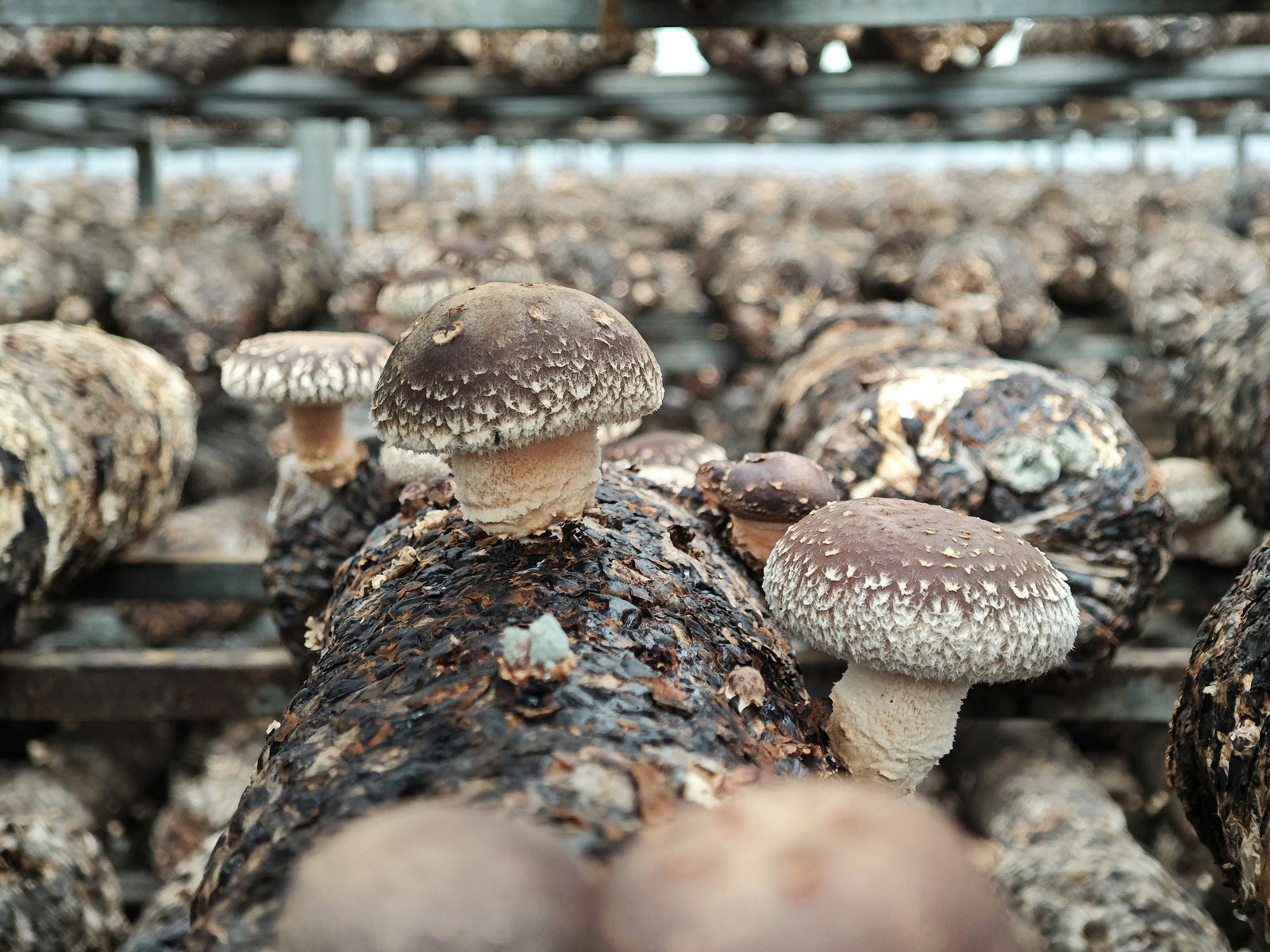 The Science of Mushroom Stacking